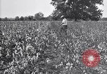 Image of airplane dusting poison United States USA, 1926, second 21 stock footage video 65675028415
