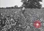 Image of airplane dusting poison United States USA, 1926, second 22 stock footage video 65675028415