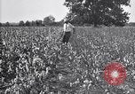 Image of airplane dusting poison United States USA, 1926, second 23 stock footage video 65675028415