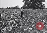 Image of airplane dusting poison United States USA, 1926, second 24 stock footage video 65675028415