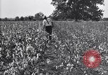 Image of airplane dusting poison United States USA, 1926, second 26 stock footage video 65675028415