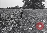 Image of airplane dusting poison United States USA, 1926, second 27 stock footage video 65675028415