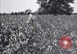 Image of airplane dusting poison United States USA, 1926, second 29 stock footage video 65675028415