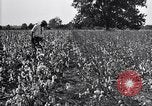 Image of airplane dusting poison United States USA, 1926, second 33 stock footage video 65675028415