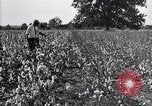 Image of airplane dusting poison United States USA, 1926, second 34 stock footage video 65675028415