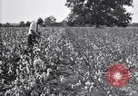 Image of airplane dusting poison United States USA, 1926, second 37 stock footage video 65675028415