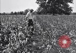 Image of airplane dusting poison United States USA, 1926, second 39 stock footage video 65675028415