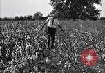 Image of airplane dusting poison United States USA, 1926, second 40 stock footage video 65675028415