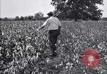 Image of airplane dusting poison United States USA, 1926, second 46 stock footage video 65675028415