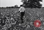 Image of airplane dusting poison United States USA, 1926, second 48 stock footage video 65675028415