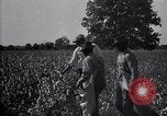 Image of airplane dusting poison United States USA, 1926, second 54 stock footage video 65675028415