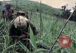 Image des Marines des États-Unis Khe Sanh Vietnam, 1967, de la seconde 42 séquences d'archives historiques vidéo 65675028477