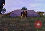 Image K-9 Sentry chiens Phu Cat Base aérienne Vietnam, 1969, de la seconde 7 séquences d'archives historiques vidéo 65675028490