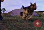 Image K-9 Sentry chiens Phu Cat Base aérienne Vietnam, 1969, de la seconde 8 séquences d'archives historiques vidéo 65675028490