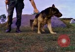 Image K-9 Sentry chiens Phu Cat Base aérienne Vietnam, 1969, de la seconde 17 séquences d'archives historiques vidéo 65675028490