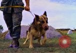 Image K-9 Sentry chiens Phu Cat Base aérienne Vietnam, 1969, de la seconde 18 séquences d'archives historiques vidéo 65675028490