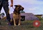 Image K-9 Sentry chiens Phu Cat Base aérienne Vietnam, 1969, de la seconde 21 séquences d'archives historiques vidéo 65675028490