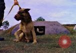 Image K-9 Sentry chiens Phu Cat Base aérienne Vietnam, 1969, de la seconde 22 séquences d'archives historiques vidéo 65675028490