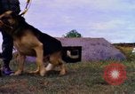 Image K-9 Sentry chiens Phu Cat Base aérienne Vietnam, 1969, de la seconde 23 séquences d'archives historiques vidéo 65675028490