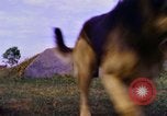 Image K-9 Sentry chiens Phu Cat Base aérienne Vietnam, 1969, de la seconde 24 séquences d'archives historiques vidéo 65675028490