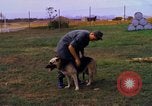 Image K-9 Sentry chiens Phu Cat Base aérienne Vietnam, 1969, de la seconde 27 séquences d'archives historiques vidéo 65675028490