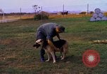 Image K-9 Sentry chiens Phu Cat Base aérienne Vietnam, 1969, de la seconde 28 séquences d'archives historiques vidéo 65675028490