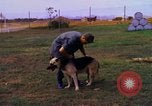 Image K-9 Sentry chiens Phu Cat Base aérienne Vietnam, 1969, de la seconde 30 séquences d'archives historiques vidéo 65675028490