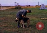 Image K-9 Sentry chiens Phu Cat Base aérienne Vietnam, 1969, de la seconde 31 séquences d'archives historiques vidéo 65675028490