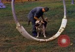 Image K-9 Sentry chiens Phu Cat Base aérienne Vietnam, 1969, de la seconde 33 séquences d'archives historiques vidéo 65675028490