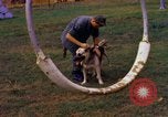 Image K-9 Sentry chiens Phu Cat Base aérienne Vietnam, 1969, de la seconde 36 séquences d'archives historiques vidéo 65675028490