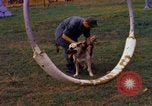 Image K-9 Sentry chiens Phu Cat Base aérienne Vietnam, 1969, de la seconde 37 séquences d'archives historiques vidéo 65675028490