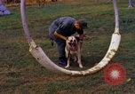 Image K-9 Sentry chiens Phu Cat Base aérienne Vietnam, 1969, de la seconde 39 séquences d'archives historiques vidéo 65675028490