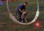 Image K-9 Sentry chiens Phu Cat Base aérienne Vietnam, 1969, de la seconde 40 séquences d'archives historiques vidéo 65675028490