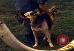 Image K-9 Sentry chiens Phu Cat Base aérienne Vietnam, 1969, de la seconde 41 séquences d'archives historiques vidéo 65675028490