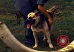 Image K-9 Sentry chiens Phu Cat Base aérienne Vietnam, 1969, de la seconde 42 séquences d'archives historiques vidéo 65675028490