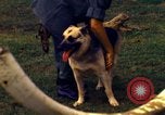 Image K-9 Sentry chiens Phu Cat Base aérienne Vietnam, 1969, de la seconde 43 séquences d'archives historiques vidéo 65675028490