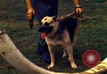 Image K-9 Sentry chiens Phu Cat Base aérienne Vietnam, 1969, de la seconde 44 séquences d'archives historiques vidéo 65675028490