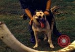 Image K-9 Sentry chiens Phu Cat Base aérienne Vietnam, 1969, de la seconde 45 séquences d'archives historiques vidéo 65675028490