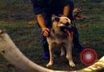 Image K-9 Sentry chiens Phu Cat Base aérienne Vietnam, 1969, de la seconde 46 séquences d'archives historiques vidéo 65675028490