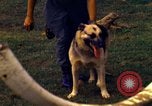 Image K-9 Sentry chiens Phu Cat Base aérienne Vietnam, 1969, de la seconde 47 séquences d'archives historiques vidéo 65675028490