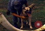 Image K-9 Sentry chiens Phu Cat Base aérienne Vietnam, 1969, de la seconde 48 séquences d'archives historiques vidéo 65675028490