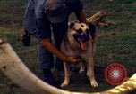 Image K-9 Sentry chiens Phu Cat Base aérienne Vietnam, 1969, de la seconde 49 séquences d'archives historiques vidéo 65675028490