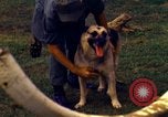 Image K-9 Sentry chiens Phu Cat Base aérienne Vietnam, 1969, de la seconde 50 séquences d'archives historiques vidéo 65675028490