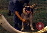 Image K-9 Sentry chiens Phu Cat Base aérienne Vietnam, 1969, de la seconde 51 séquences d'archives historiques vidéo 65675028490