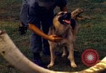 Image K-9 Sentry chiens Phu Cat Base aérienne Vietnam, 1969, de la seconde 52 séquences d'archives historiques vidéo 65675028490