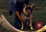 Image K-9 Sentry chiens Phu Cat Base aérienne Vietnam, 1969, de la seconde 53 séquences d'archives historiques vidéo 65675028490