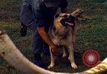 Image K-9 Sentry chiens Phu Cat Base aérienne Vietnam, 1969, de la seconde 54 séquences d'archives historiques vidéo 65675028490