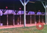 Image of K-9 sentry dogs Phu Cat Air Base Vietnam, 1969, second 1 stock footage video 65675028491