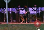 Image of K-9 sentry dogs Phu Cat Air Base Vietnam, 1969, second 35 stock footage video 65675028491