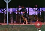 Image of K-9 sentry dogs Phu Cat Air Base Vietnam, 1969, second 36 stock footage video 65675028491
